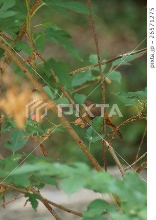 鳥 鳥綱 青灰色 26571275