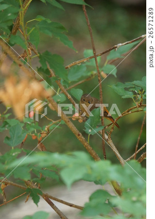 鳥 鳥綱 青灰色 26571289