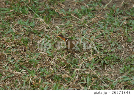 鳥 鳥綱 青灰色 26571343