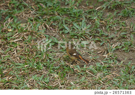 鳥 鳥綱 青灰色 26571363