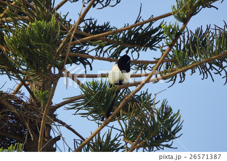 鳥 鳥綱 青灰色 26571387