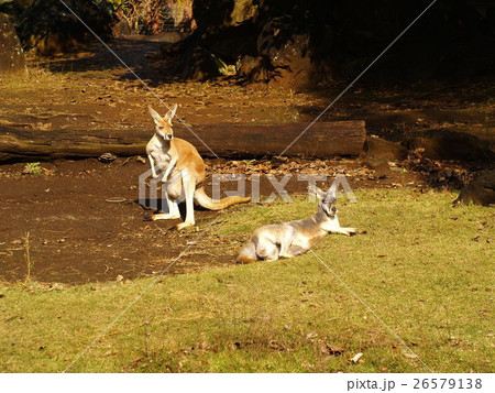 おっさんみたいなカンガルー 26579138
