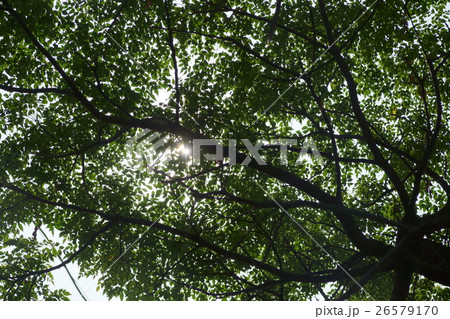 木 ツリー 樹 26579170