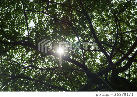 木 ツリー 樹 26579171