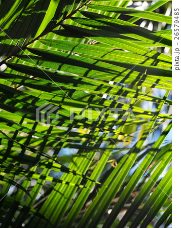 beautiful fresh healthy green-brown palm tree leaf 26579485
