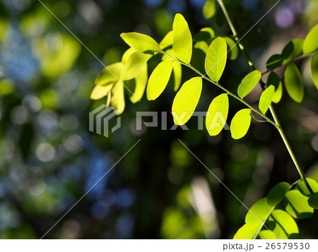 blur background variety of defocused green leaves blur background variety of defocused green leaves 26579530