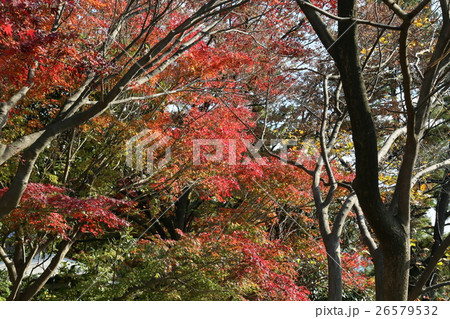 紅葉 紅葉 26579532