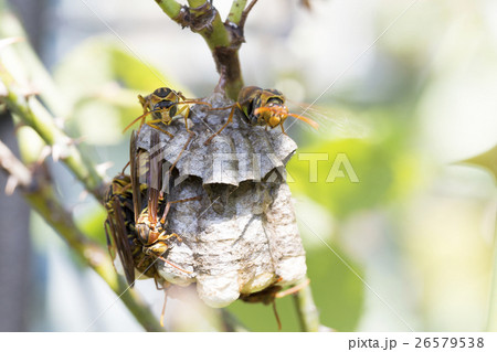 アシナガバチと巣 26579538