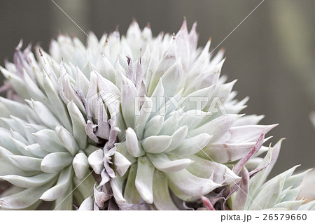 白い多肉植物ダドレア ヌビゲナの写真素材