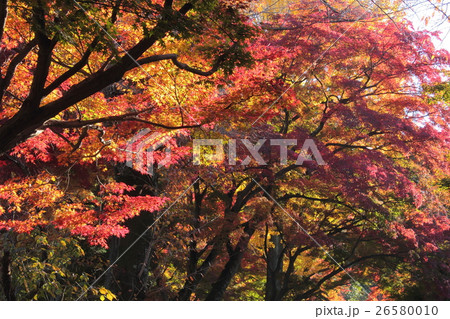 京都　鷺森神社の紅葉 26580010