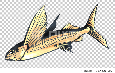 Fish illustration - Stock Illustration [26580185] - PIXTA