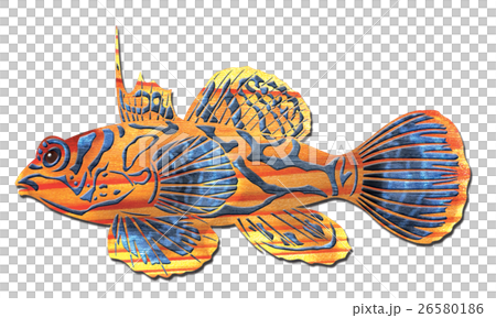 魚イラスト 魚イラスト 26580186