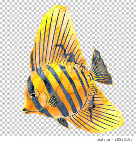 Fish illustration 26580193