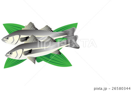 スズキ スズキ 26580344