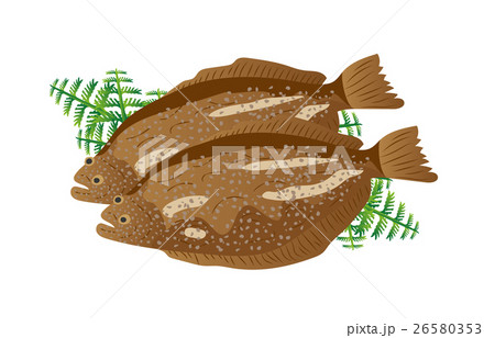 ヒラメ ヒラメ 26580353