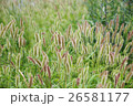 エノコログサ 26581177