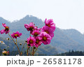 コスモス 26581178