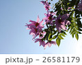 皇帝ダリア 26581179