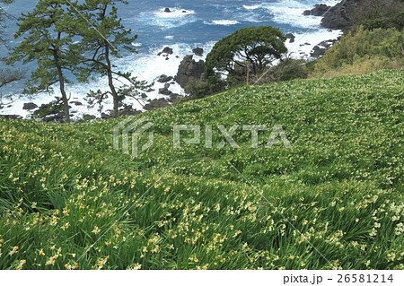 越前海岸のスイセン 26581214