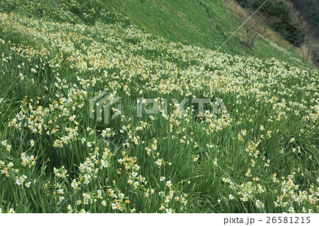 越前海岸のスイセン 26581215
