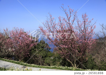 越前岬水仙ランド 26581898