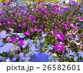 ロベリアの花畑 26582601