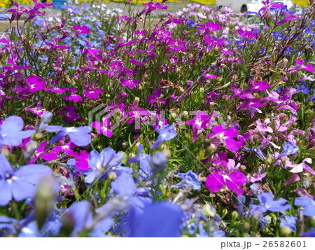 ロベリアの花畑 26582601