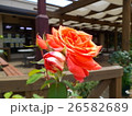 バラとテラス 26582689