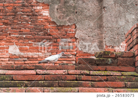 Pigeon on the brick wall, background, animals 26583075