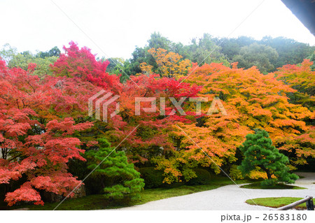 南禅寺天授庵の紅葉 26583180