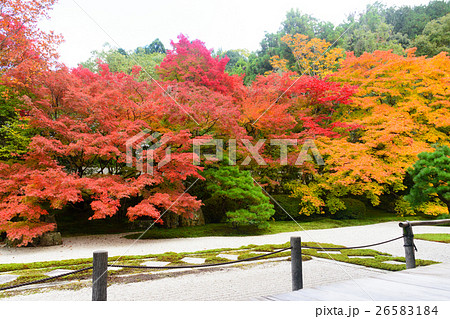 南禅寺天授庵の紅葉 南禅寺天授庵の紅葉 26583184