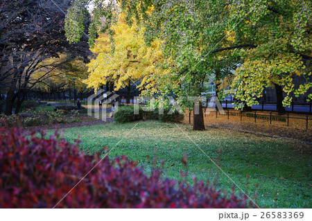 紅葉した灯台躑躅と銀杏並木　（銀杏にピント） 26583369