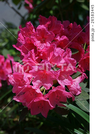 西洋石楠花 しゃくなげ 花言葉は「尊厳」 西洋石楠花 しゃくなげ 花言葉は「尊厳」 26583445