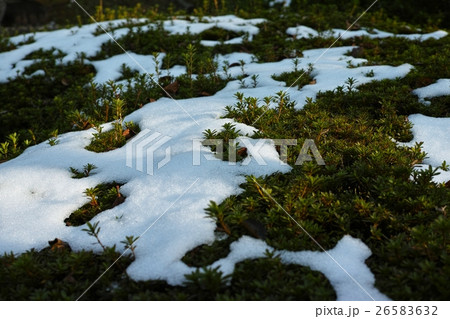 雪化粧した庭木に差す午後の日差し 雪化粧した庭木に差す午後の日差し 26583632