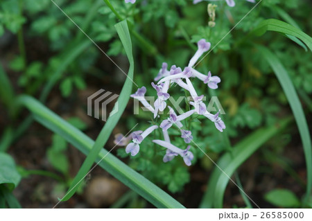 次郎坊延胡索 ジロボウエンゴサク 花言葉は 私を思って の写真素材