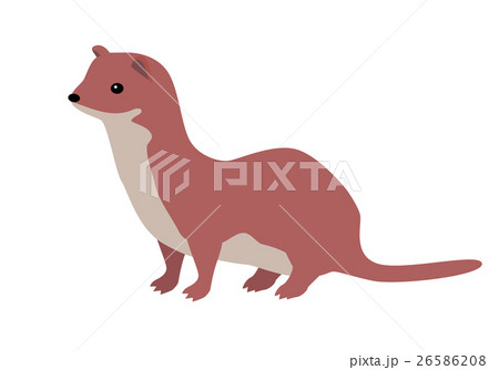 Ermine Or Weasel Vector Flat Design Illustrationのイラスト素材