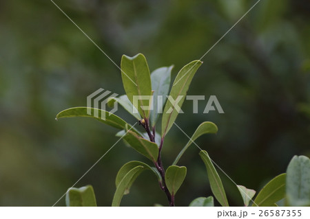 マテ マテ 26587355