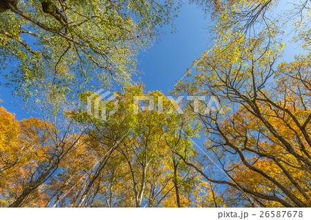 大山の紅葉 26587678
