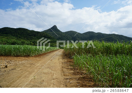 沖縄県石垣島北部、野底マーペーへ続くサトウキビ畑の小道。日本 26588647