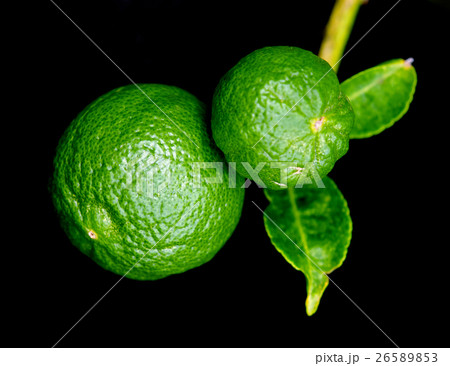 Bergamot orange hanging fruits with leaf isolated 26589853