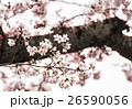 さくら 26590056