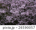 さくら 26590057
