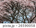 さくら 26590058