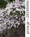 さくら 26590060
