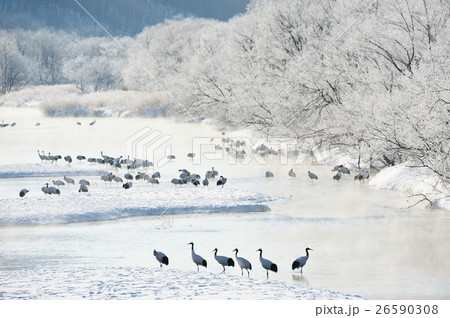 樹氷とタンチョウの群れ 樹氷とタンチョウの群れ 26590308