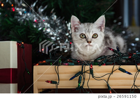 Cute kitten in christmas. Cute kitten in christmas. 26591150