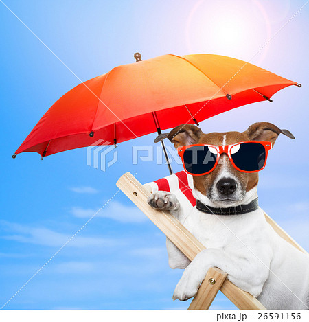 Animal stock images Animal stock images 26591156