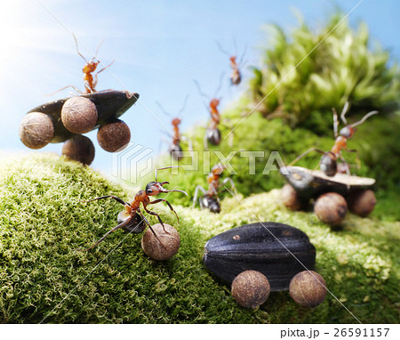 Animal stock images Animal stock images 26591157