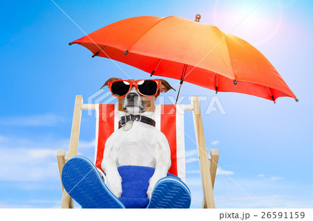 Animal stock images Animal stock images 26591159