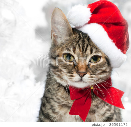 Animal stock images Animal stock images 26591172
